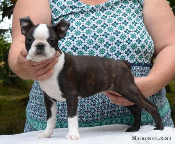 Magnifique chiot Boston Terrier