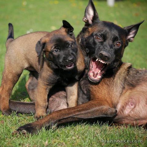 Magnifique chiot malinois en adoption pour de bonne famille