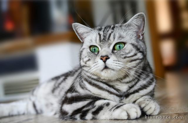 Deux chatons tigrés en adoption