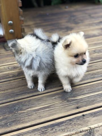 chiots spitz allemand