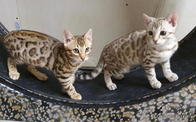 Notre chaton Bengal disponible de suite