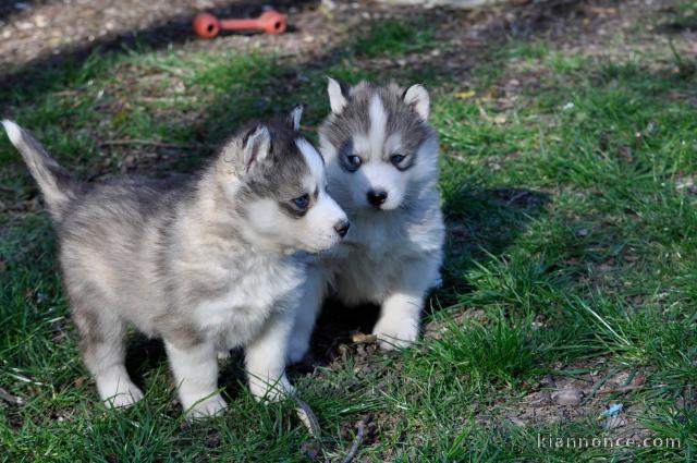 chiots husky siberien