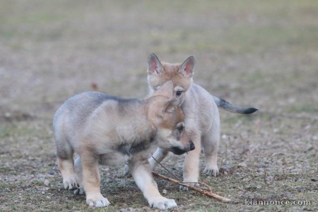 Chiots Chien-loup tchecoslovaque