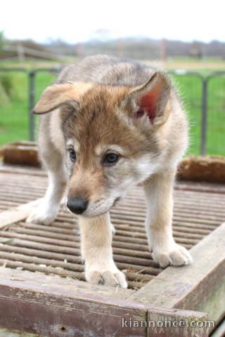 Chien-loup tchécoslovaques