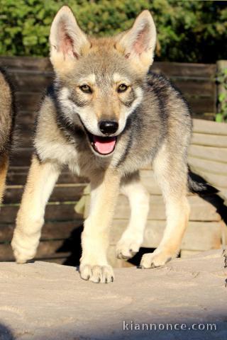 Chien-loup tchécoslovaques