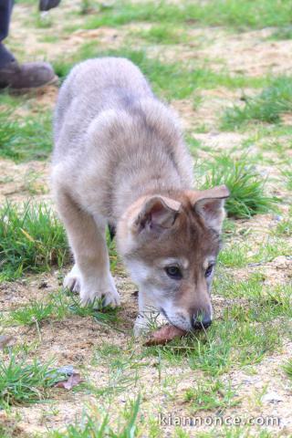 Chien-loup tchécoslovaques