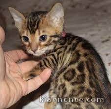 Chatons Bengal contre bon soins