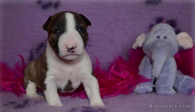 Chiot Bull Terrier lof a donner