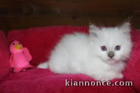 Magnifique chaton sacre de Birmanie 