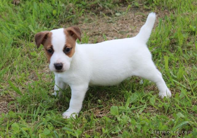 Chiot jack russell lof a donner