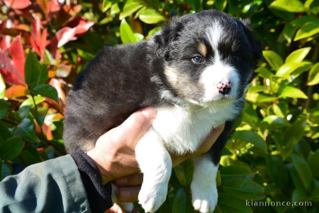 Magnifiques chiots berger australien a donner