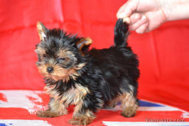 a donner chiot Yorkshire lof