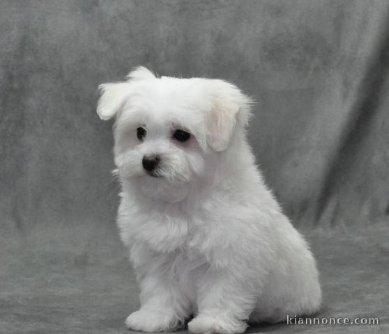 Adorable Bichon Maltais a donner lof