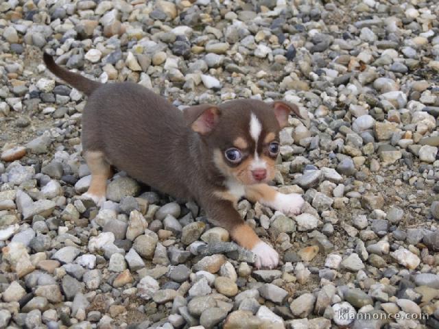 Chiot chihuahua  a donner