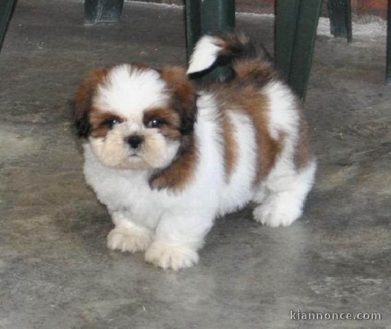 chiot Shih Tzu femelle et mâle a donner