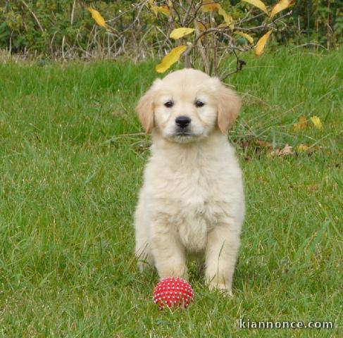  chiots Golden Retriever