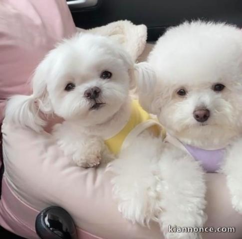 adorable chiots Bichon Maltais