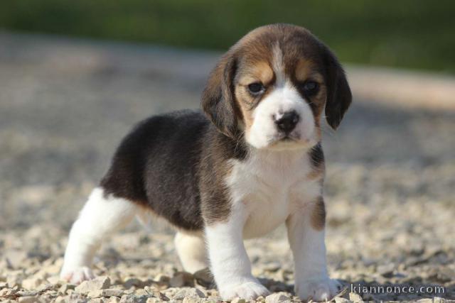 chiot Beagle inscrit au lof pedigré a donner