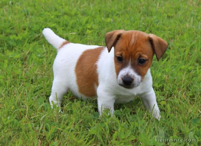 Chiot jack russell pedigré a donner