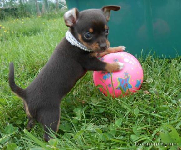 Chiot chihuahua femelle et mâle pedigré a donner