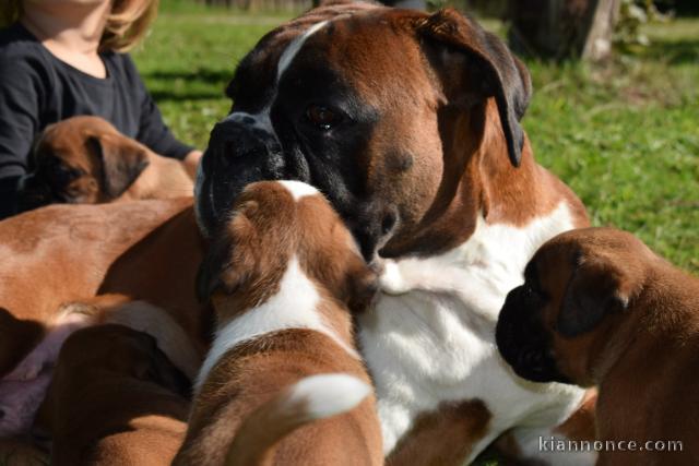 Magnifiques Chiots Boxer Pure Race