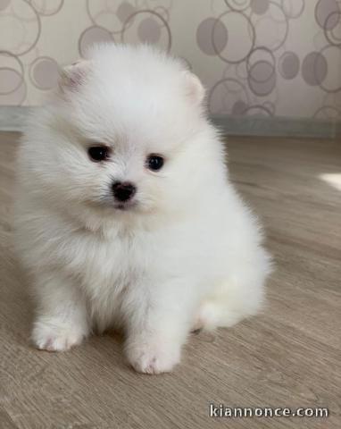 Magnifique spitz pomeranian 