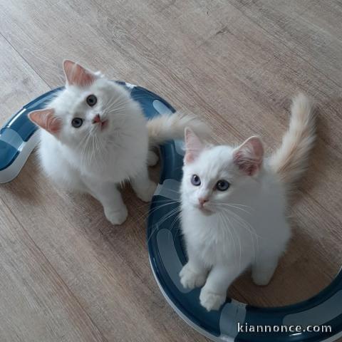 Magnifique chaton Ragdoll