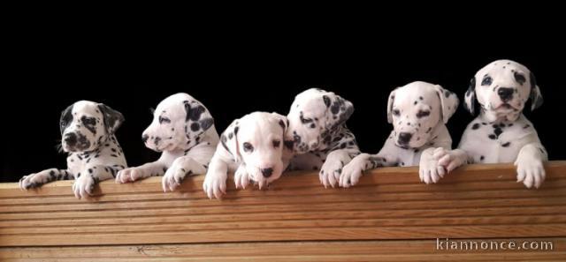 Adorables Chiots Dalmatien