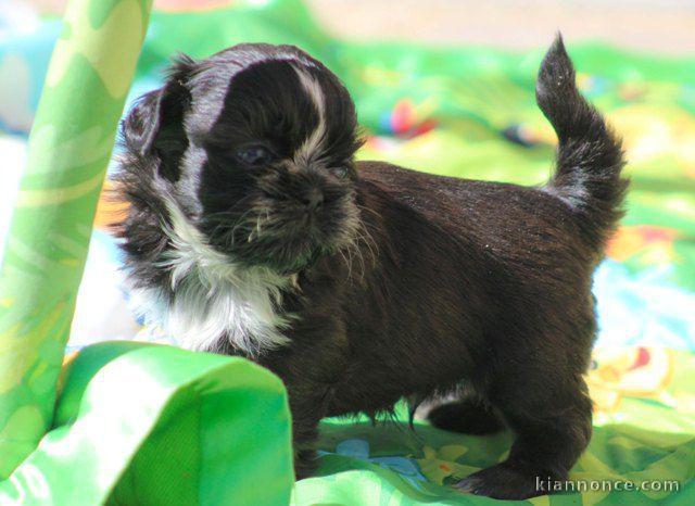 Magnifique  chiot shih tzu à donner