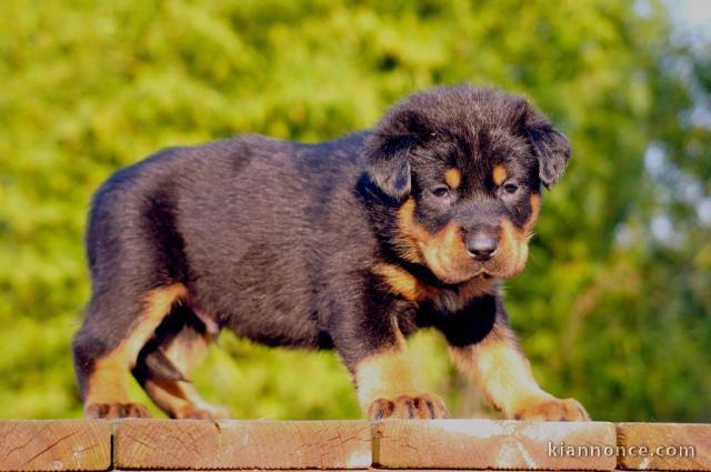 Magnifique  chiot Berger de Beauce  à donner