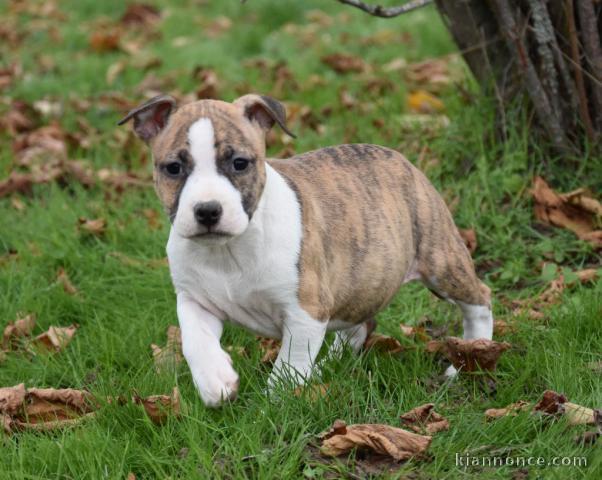 Chiot Américan Staffordshire Terrier à donner