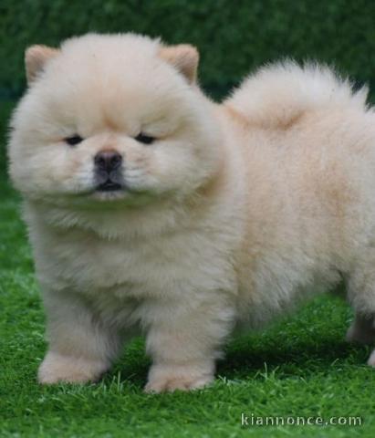 Adorable chiot Akita Inu a donner