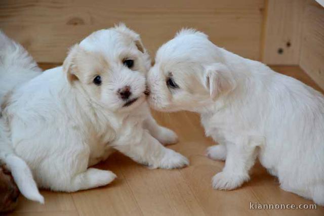 Adorable chiot   Caniche  a donner