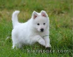 Adorable chiot   Berger Blanc Suisse  a donner