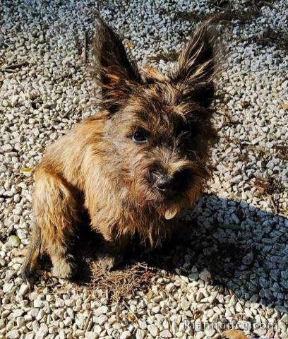 Adorable chiot  Cairn Terrier  a donner