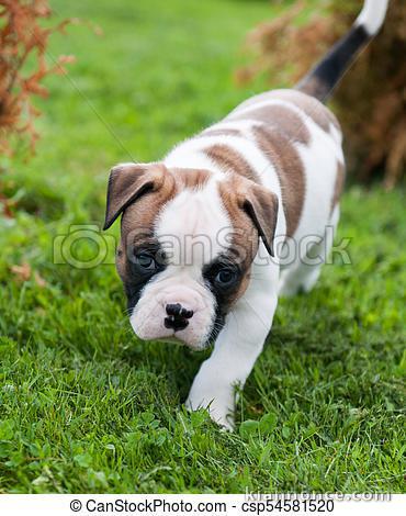 Adorable chiot   Bouledogue American  a donner