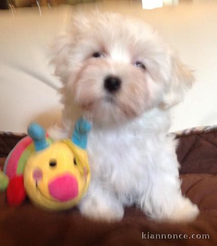 Chiot type BICHON MALTAIS a donner femelle