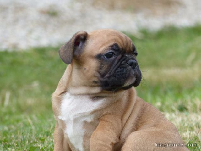  A DONNER chiot type bouledogue français femelle