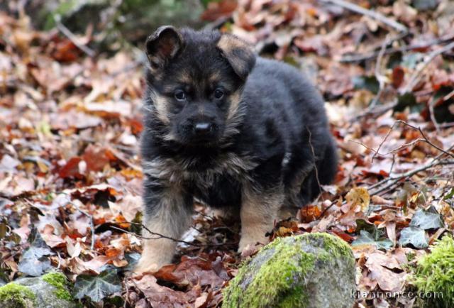  A donner Mimi chiot type berger allemand femelle 