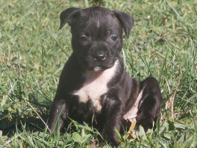 Chiot Staffordshire Bull Terrier à donner