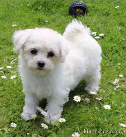 Adorable chiot   Bichon frise a donner