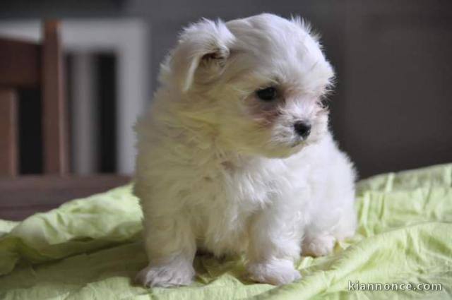 Magnifique  chiot Bichon maltais à donner