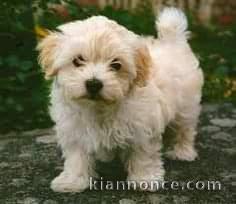 Adorable chiot   Bichon havanais  a donner