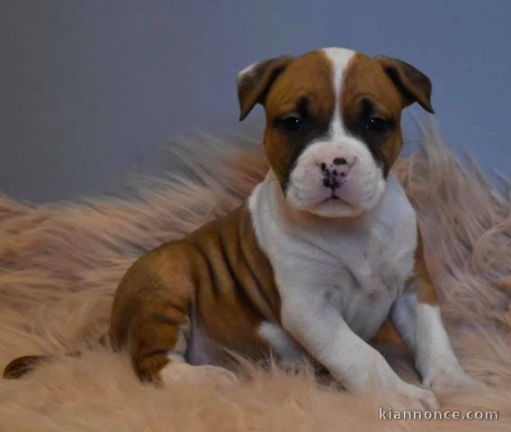 Adorable chiot   Boxer  a donner