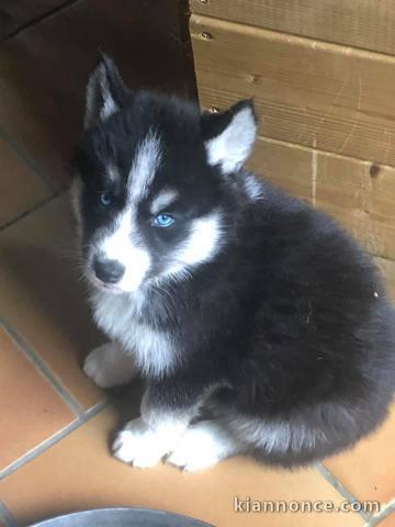 Adorable chiot   Husky Sibérien a donner