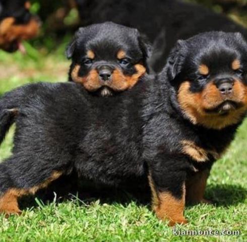 chiots de race Rotweiller 