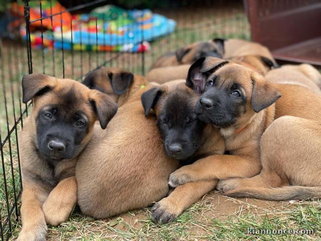 Magnifique chiots malinois