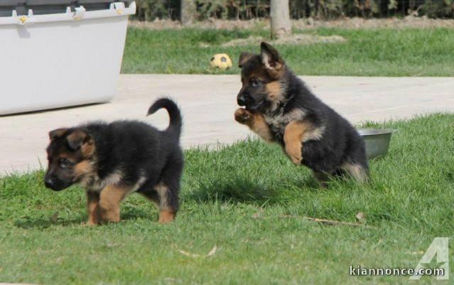 chiots type berger allemand