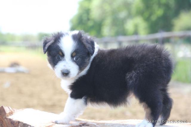 3 chiots Berger Australien disponibles inscrits au Lof 