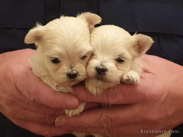 Superbes chiots Maltese LOF dispo de suite